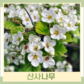 일반산사나무 묘목 R3cm(분) 1개