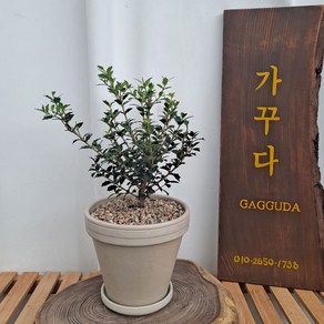 미니은목서(토분식재는 별도옵션사항입니다!) Osmanthus heterophyllus 'Kaori hime' 애기 구골목서