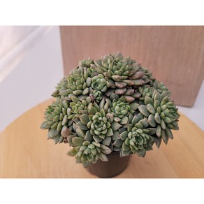 [청담다육] 세데베리아 자연군생 (랜덤배송), 1, 1개