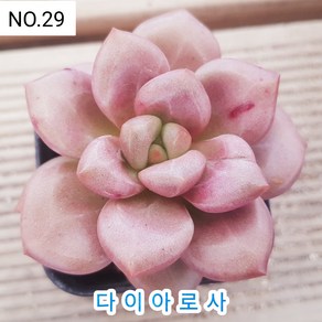 다육식물- 희귀 다육 100가지 모아보기, [NO. 29] 5.5cm 포트, 1개