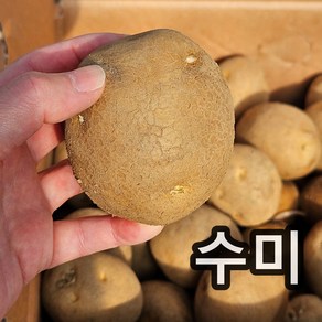 강원도 왕산면 채종 씨감자 수미 4kg 보급종 감자씨, 1개