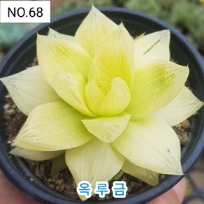 다육식물- 희귀 다육 100가지 모아보기, [NO. 68] 9cm 포트, 1개