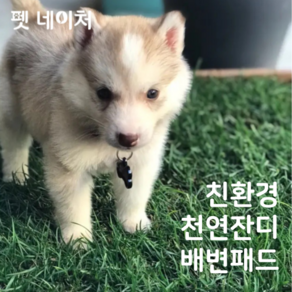 펫네이처 친환경 천연잔디 재사용 애견 배변패드, 리필, 1개