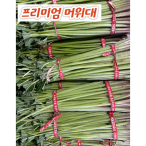 머구대 자연산 노지 머위대 머위 줄기 머웃대 싱싱이네, 3kg, 1박스, 머위대 상