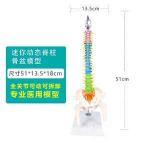 해부학 인체 뼈모형 골반 교육 움직이는 관절 병원, 1개, 척추골반컬러