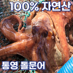 [신선도up] 예스수산 통영 자연산 활 돌문어 1kg(1-3미) +증정(참기름+초장) 엄격선별 최상급 당일조업 산지직송 제철 국내산 일반용 제수용, 1개, 돌문어1kg~1.5 kg,[증정]참기름+초장