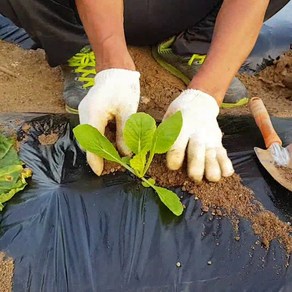 멀칭비닐 농사용 고추 감자 텃밭 비닐 폭100cm 20m 40m 60m 100m, 1개