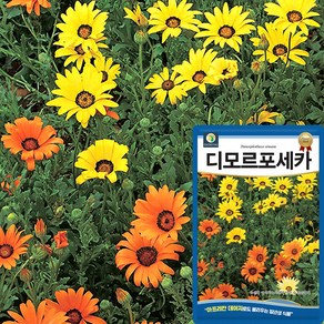 다농 디모르포세카 씨앗 150립 아프리칸 데이지 꽃씨 종자, 1개