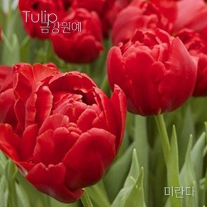 튤립(Tulip) 추식 구근 겹툴립 미란다(1set-5구) 금강원예