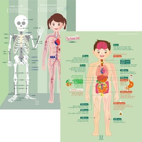 [디자인완두] 인체 2종 1. 우리몸 이야기 2. 뼈와심장 학습벽보 유아포스터 아기벽보
