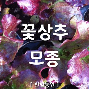 채소 모종 ~ 각종 묘종. 베란다 텃밭 세트 공기정화식물 허브 씨앗 채소모종 ~