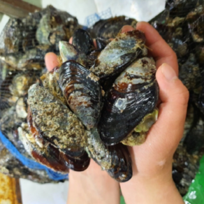 방금 조업한 세척된 싱싱한 홍합 조개 담치 섭이 3kg Mussels