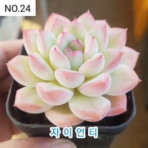 다육식물- 희귀 다육 100가지 모아보기, [NO. 24] 5.5cm 포트, 1개