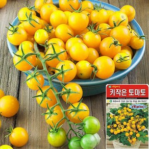 세경팜 노랑 키작은 방울 토마토 씨앗 30립, 1개