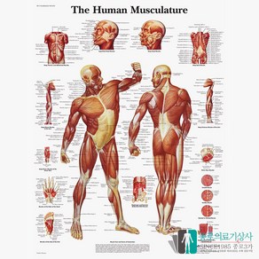 3B Scientific 전신 근육계 인체해부차트 VR1118 근육해부도 병원액자, 액자없음, 1개