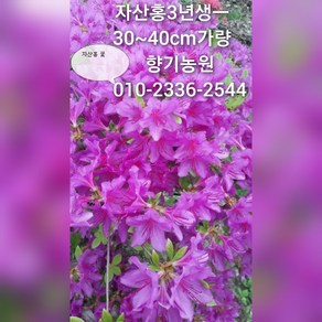 철쭉 영산홍 22주1박스, 22개, 자산홍-분홍꽃