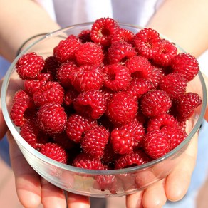 당도선별 새콤달콤한 산딸기, 1개, 500g (냉동 250gx2팩)