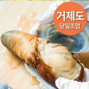 채취한 거제도 자연산 코끼리조개, 1개, 자연산 2kg