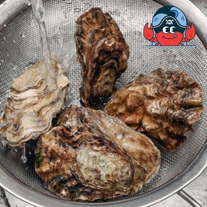 [수출용 특대 사이즈] 삼배체굴 3-5미 사계절 먹는 안전한 석화 개체 굴 생굴, 1박스, 5kg(15-25미)