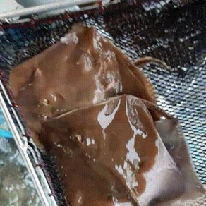 국내 조업 횟감용 손질 간재미 갱개미 간자미 1kg [원산지:국산(충청남도 태안군)], 간자미(중대크기/1마리) 건조, 1개