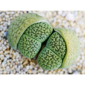 Lithops hookei V. Dabnei Annaosa 안나로사 씨앗10립 리톱스씨앗, 1개