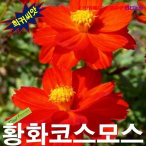 황화코스모스 15립 씨앗 구근 모종 꽃씨 봄 여름 가을 겨울 희귀 심는꽃 야생화, 1개