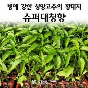 [모종심는아빠] 병에 강한 청양고추의 황태자 슈퍼대청향 모종, 모종12개, 1개