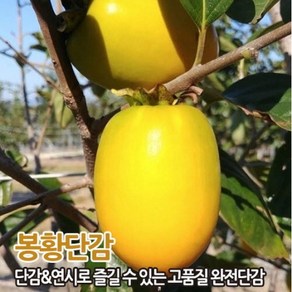 단감나무 묘목 접목1년생, 봉황단감, 1개