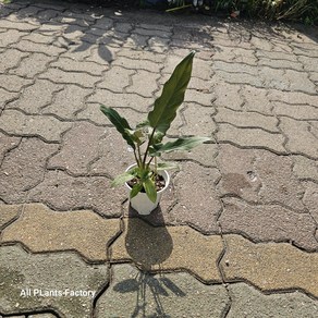 산토소마 알로카시아 무늬알로카시아 반려식물 식물학박사