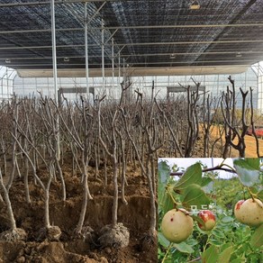 모든원예조경 왕대추나무 묘목 (결실주) R4전후 분묘목, [R4], 1개