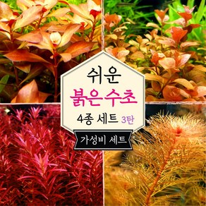 [미초] 키우기 쉬운 붉은 수초 4종 초보수초세트 [3탄] (다이아몬드/오발리스/블러드레드/밀리오필름) / 초보자용 수초 / 수초 세트 / 구피 수초