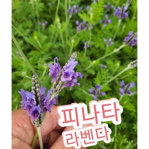 피나타라벤다/지중해 연안이 원산지로 상록 관목으로 자라는 허브, 1개