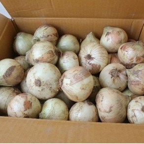 25년산 무안 햇양파수확 1kg 3kg5 kg, 1박스, 1kg (대)