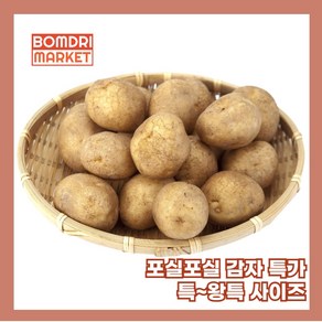 봄드리마켓 포슬포슬 가성비 감자, 1개, 3kg 왕특 (개당 160g 내외)