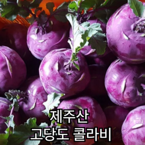 제주산 청정 아삭한 최상급 프리미엄 고당도 콜라비, 1박스, 1kg