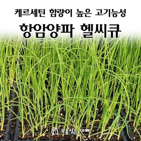 [모종심는아빠] 케르세틴 함량이 높은 고기능성 항암양파 헬씨큐 모종