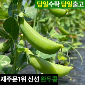 [15박스한정] 특A급 햇 껍질 완두콩, 1박스, 2kg