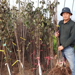 돌배나무 묘목 접목 1년생 토종 배 석향 산향 수향, 1개, 산향 돌배나무