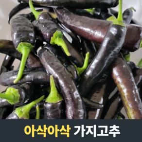 미인고추 가지고추 미인보라고추 보라색고추, 가지고추500g, 1개, 500g