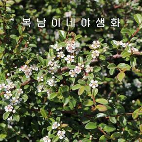 개야광나무 퀸오브카펫 [2개 복남이네야생화 모종 백자단 코토네아스터 cotoneaste], 2개