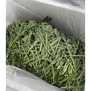 [당일수확] 국내산 신선한 와일드루꼴라 산지직송, 1개, 500g