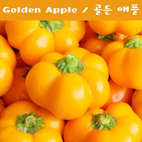 골든애플 피멘토 파프리카 Golden Apple Pimento 달콤하고 희귀한 파프리카 희귀고추 교육체험용 세트, 1개