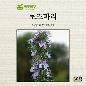 다농 로즈마리 허브 씨앗 30립, 1개