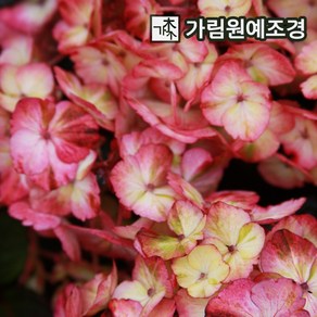 산수국나무 프레지오사 p9포트 개화주 묘목 가림원예조경, 1개