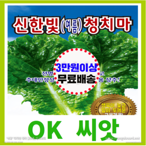 [OK씨앗] [신한빛청치마여름상추(봄 여름 가을)] 상추씨앗 종자(오케이씨앗), 1개