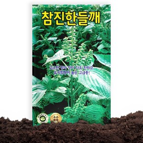 흑광흑금장 15g 파씨앗 KS종묘 24년