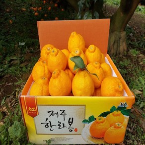 [황금농원] 고당도 서귀포 하우스한라봉 3kg 5kg, 벌크3kg대과(8과-10과), 1개