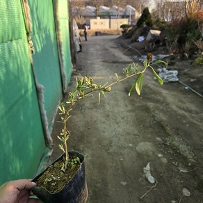 충주원예조경 / 붓드레아(붓들레아) / 5치 포트 / 개화주, 1개