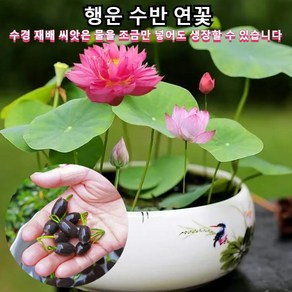 연꽃 씨앗 관상용 다양한 형태 수경식물 실내식물 아름다운 연꽃 행운 수반 연꽃