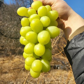 [사과식감] 고당도 오톰크리스피 애플청포도, 1박스, 800g